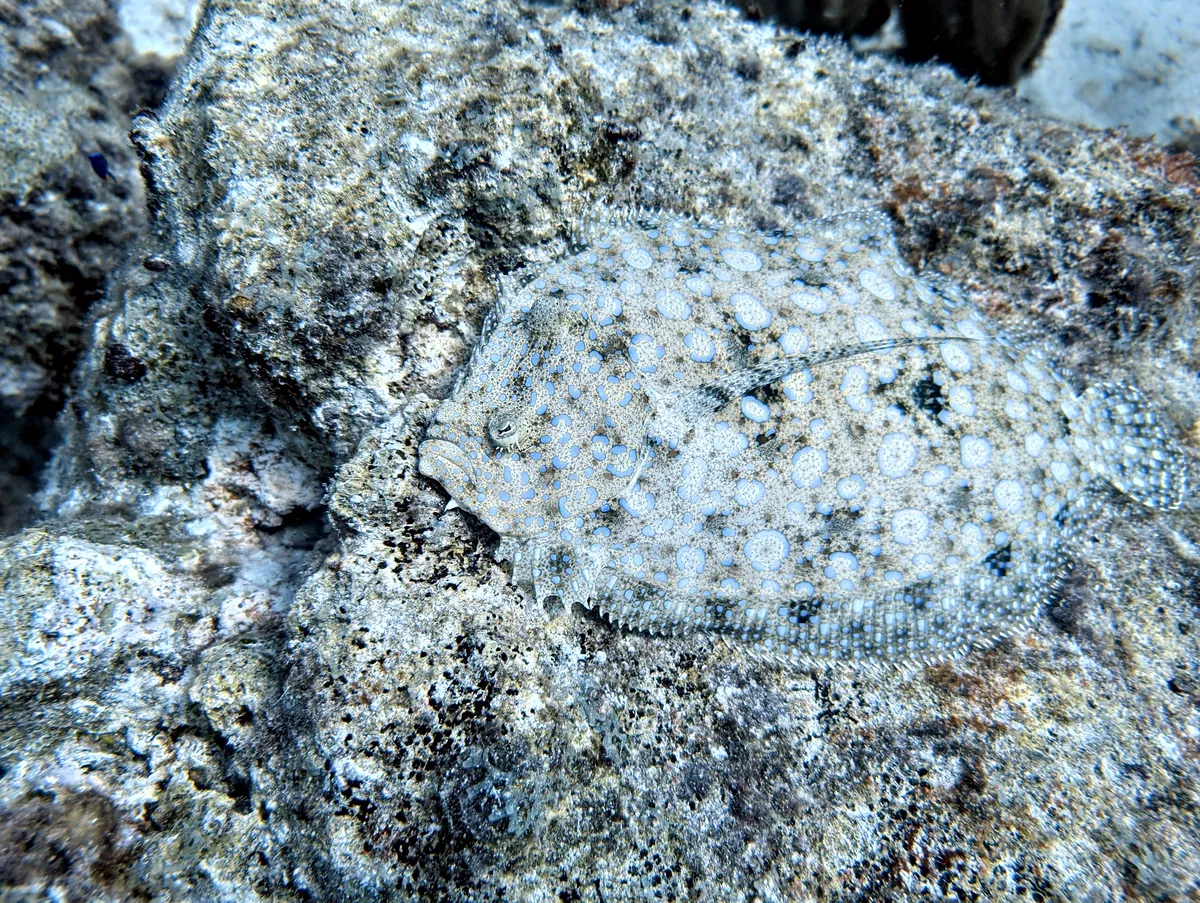 Peacock Flounder