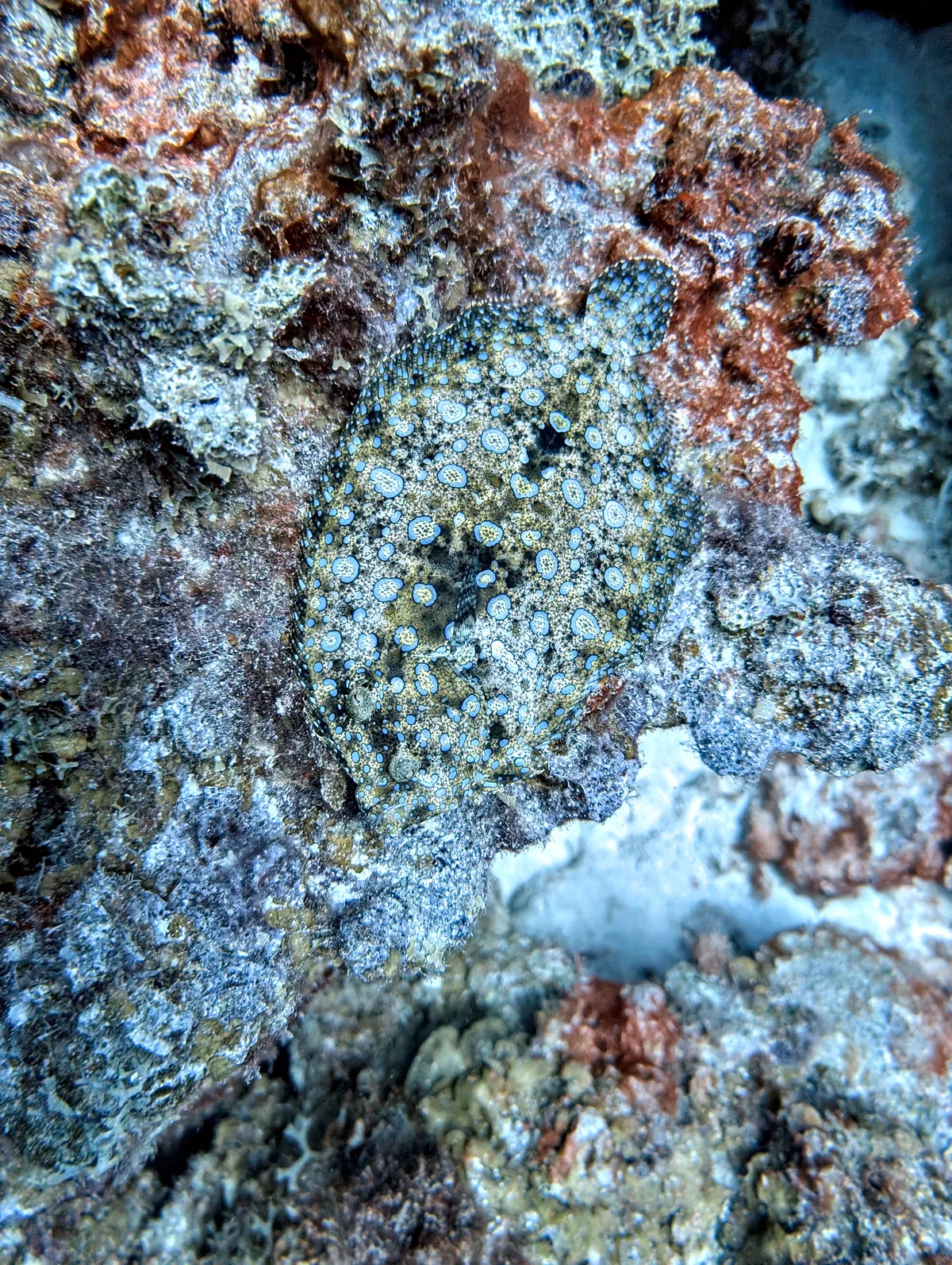 Peacock Flounder