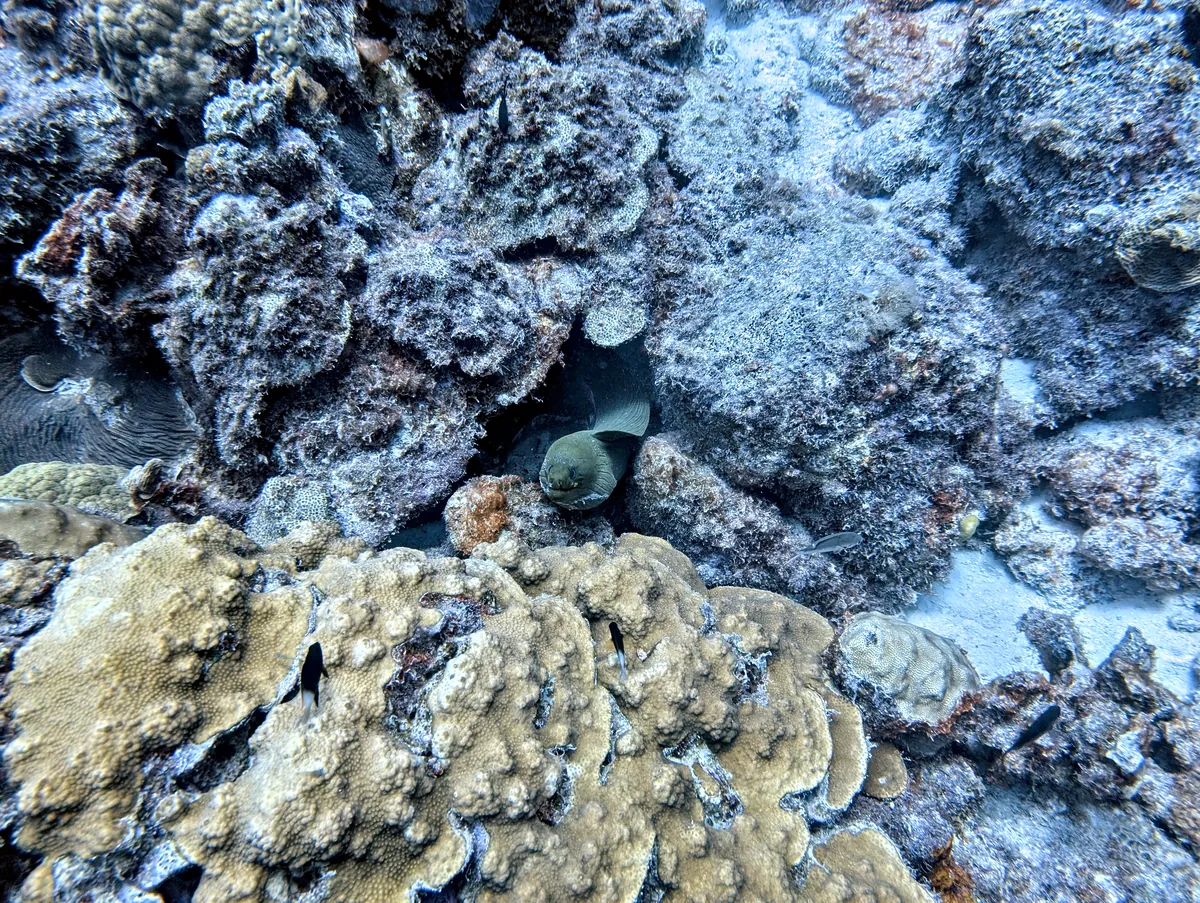 Green Moray