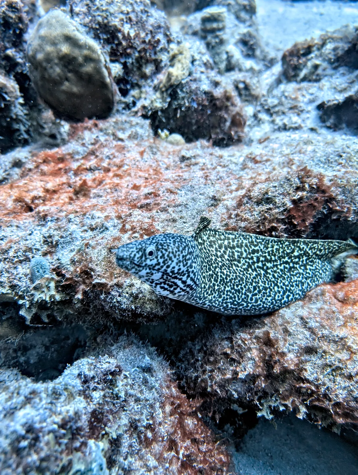 Spotted Moray