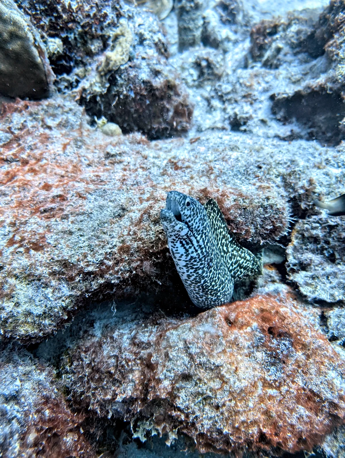 Spotted Moray