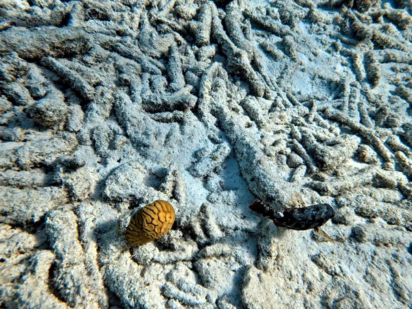 Bachelor's Beach · Aug 11, 2025