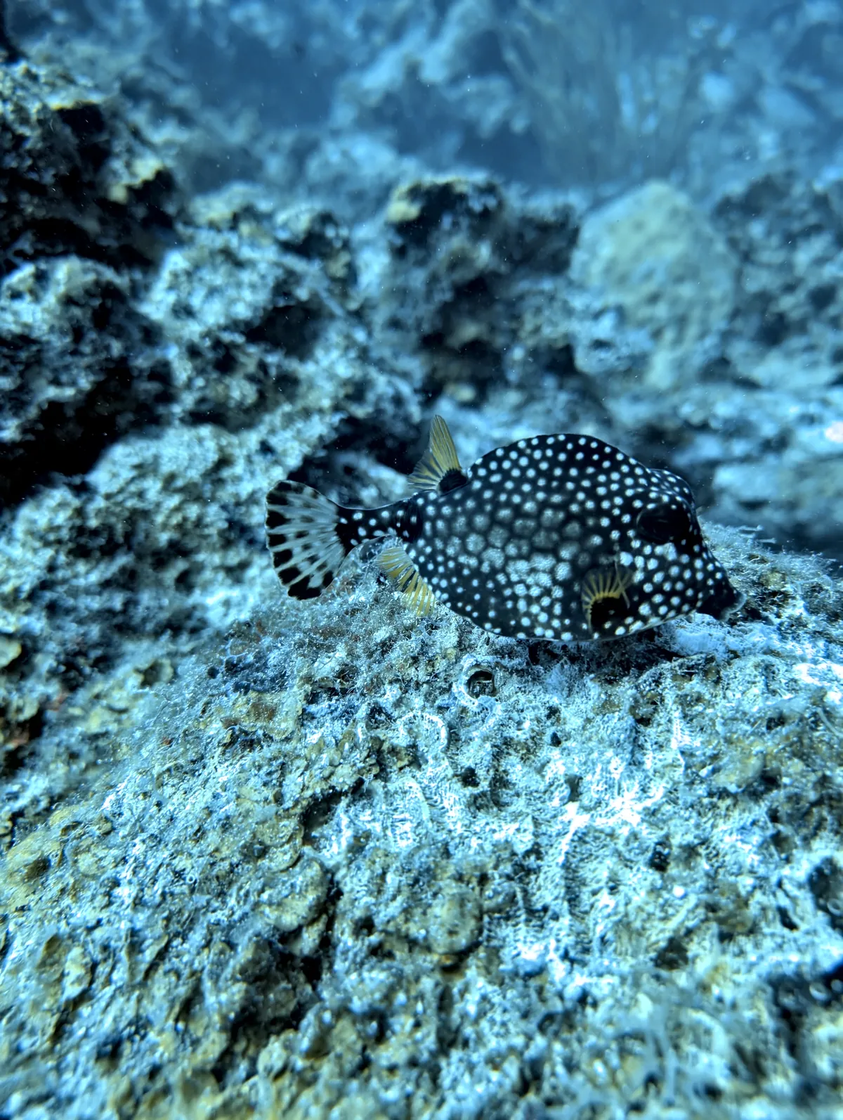 Smooth Trunkfish