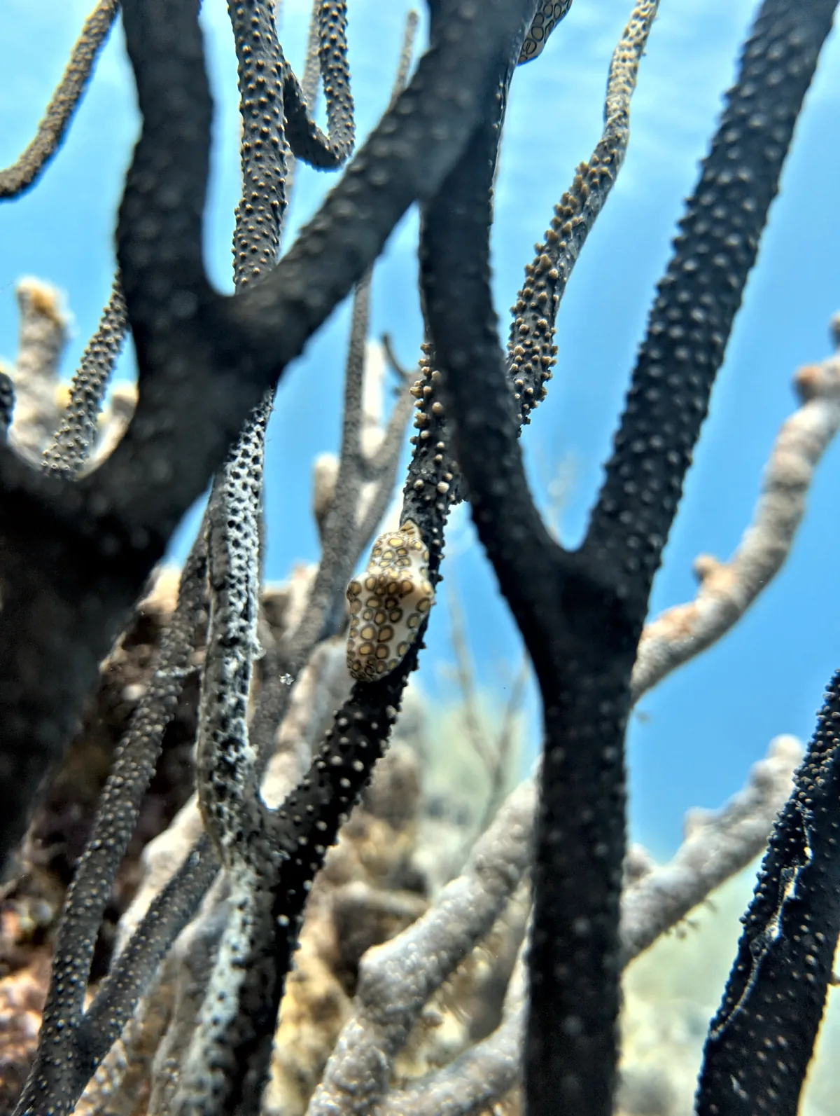 Flamingo Tongue