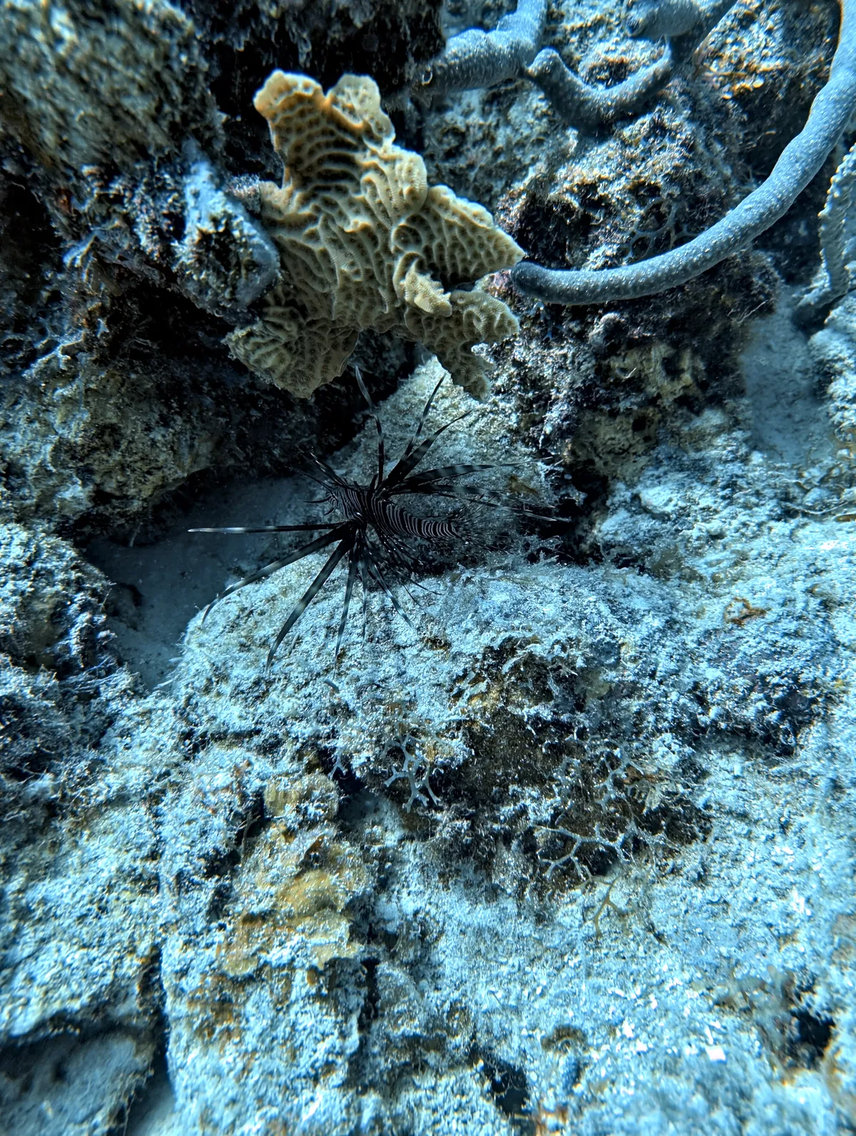 Red Lionfish