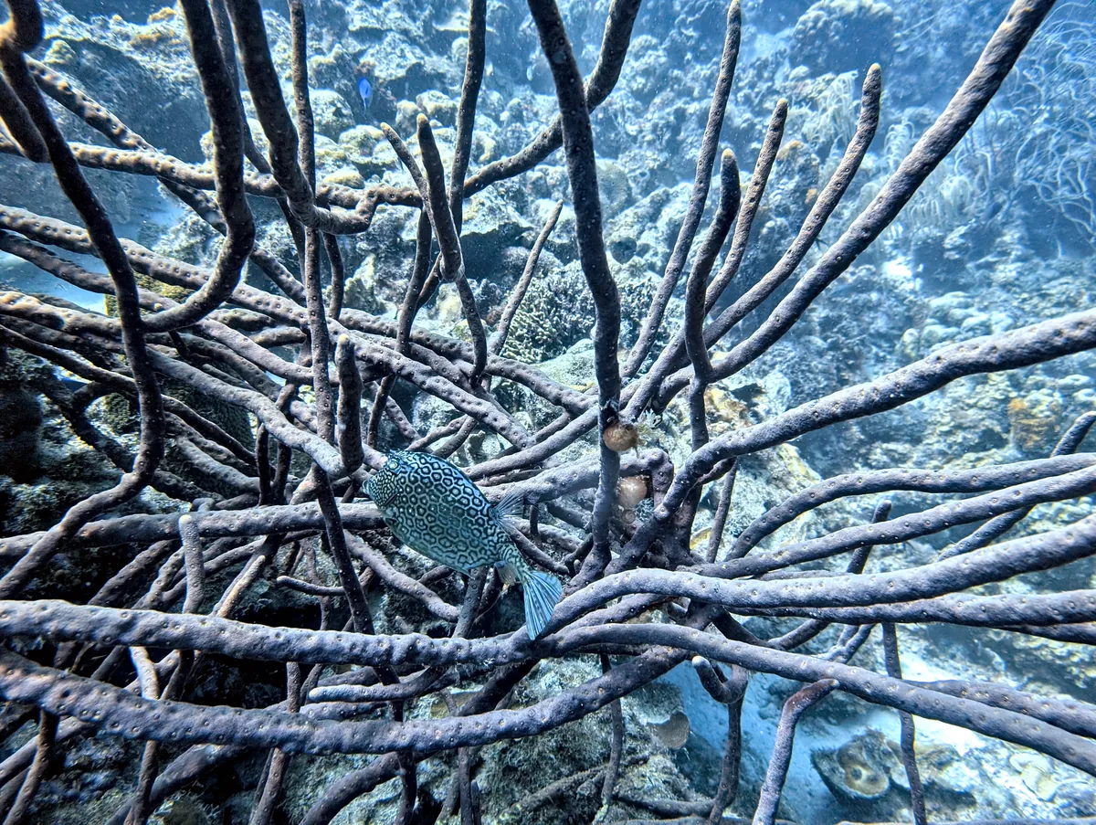 Honeycomb Cowfish