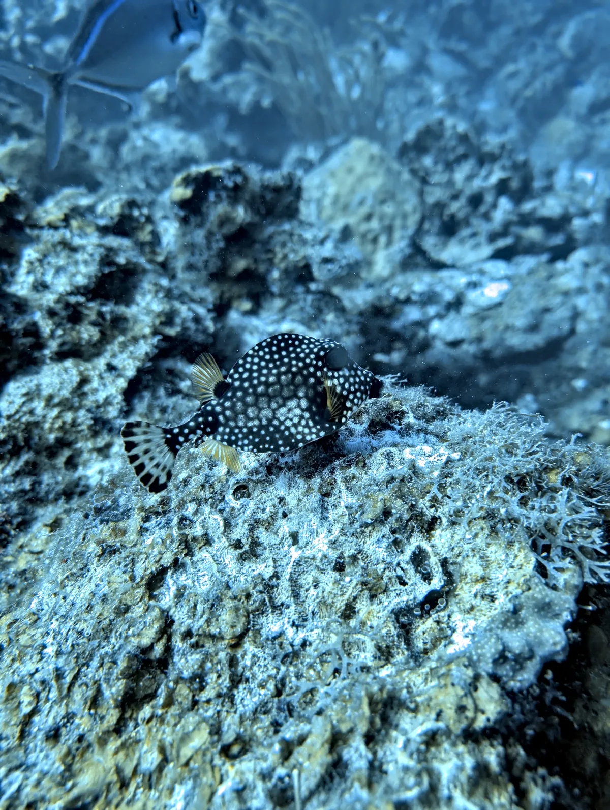 Smooth Trunkfish