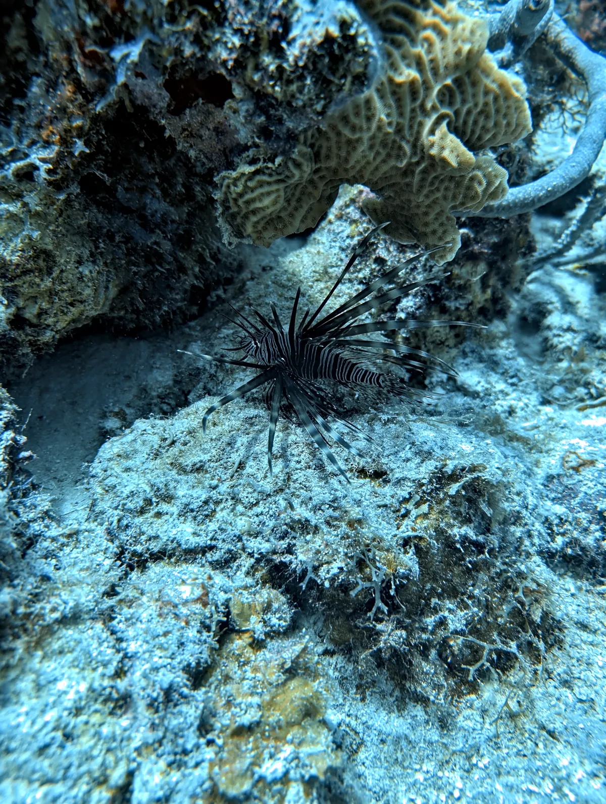 Red Lionfish