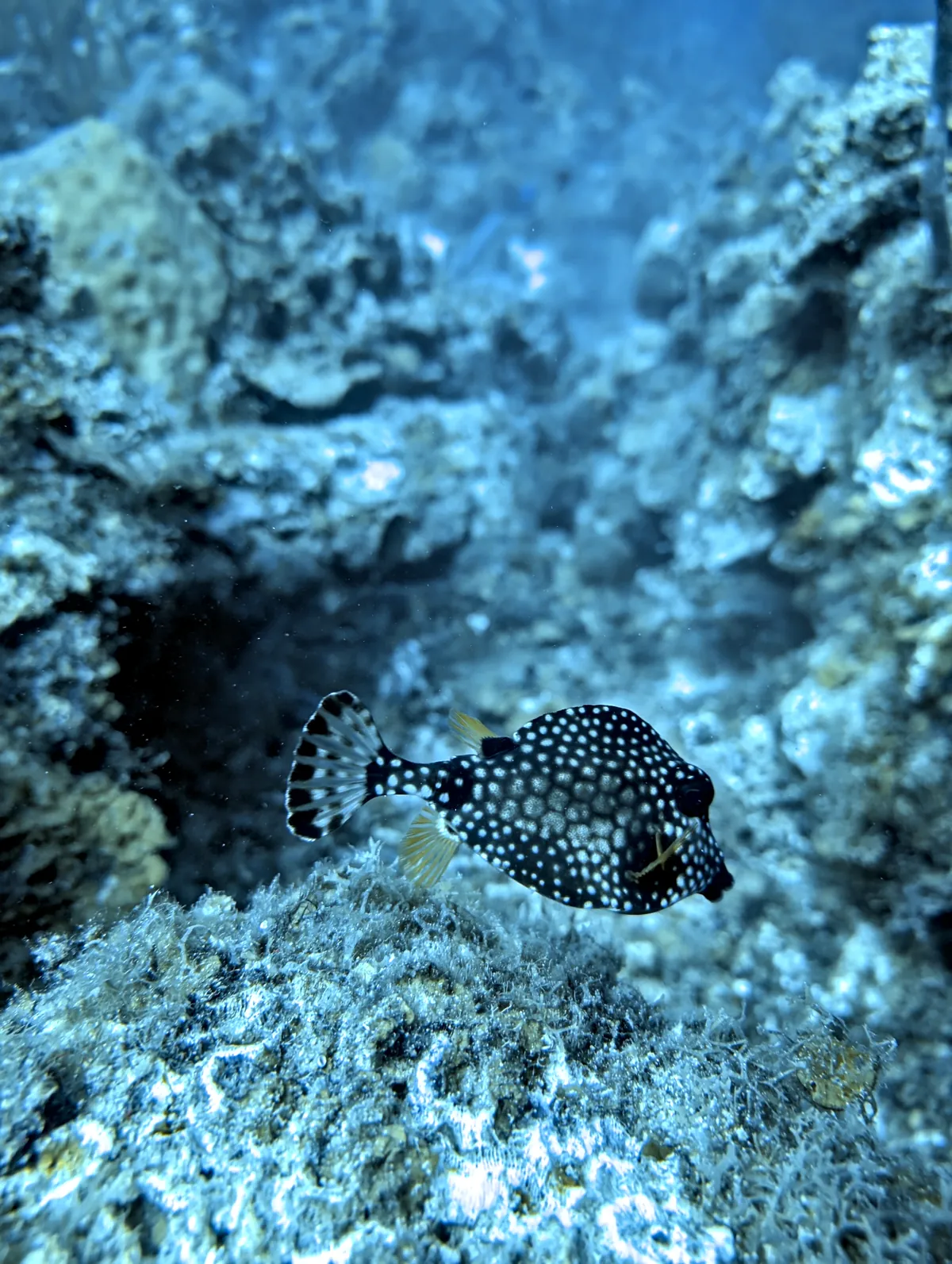 Smooth Trunkfish
