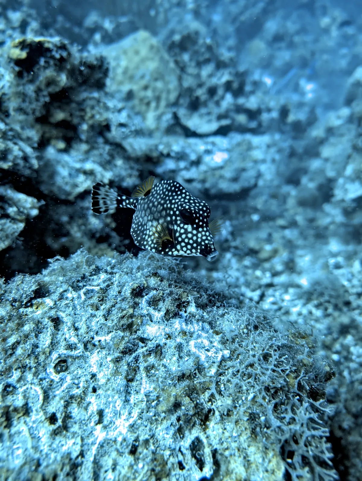 Smooth Trunkfish