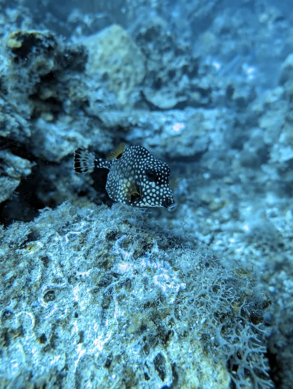 Hue Shift