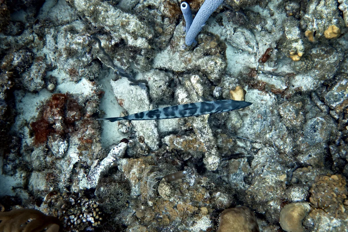 Great Barracuda
