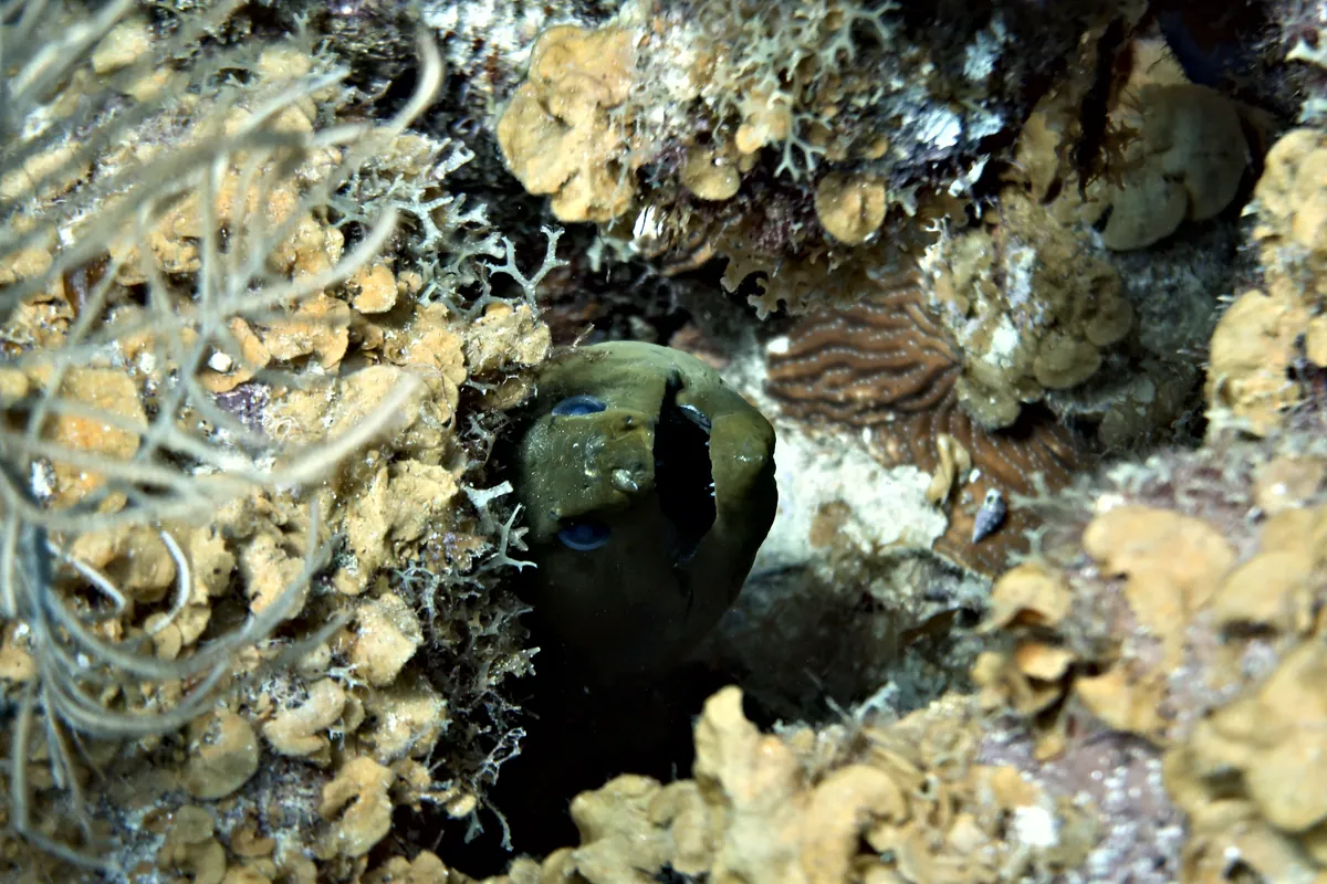 Green Moray