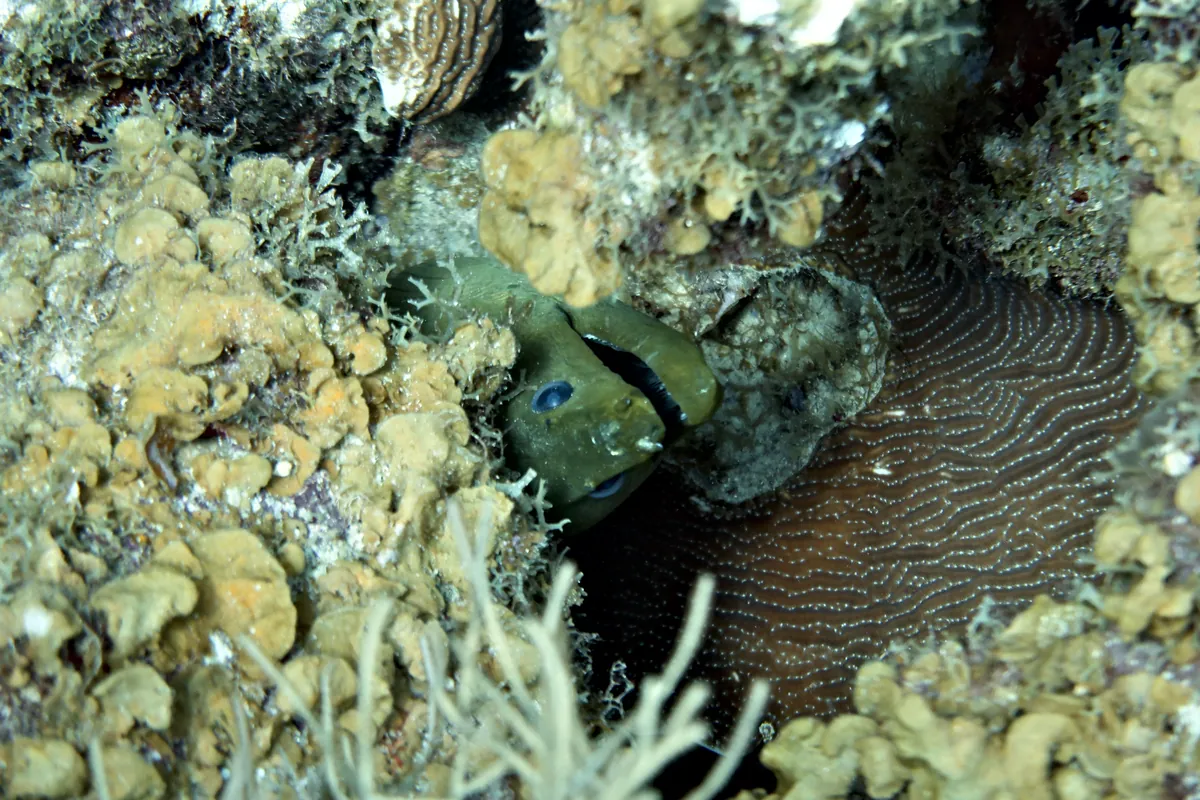 Green Moray