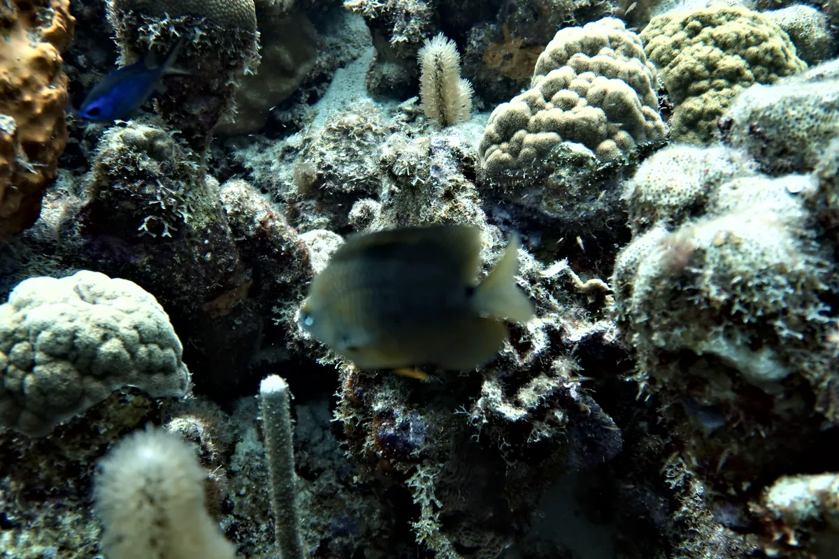 Threespot Damselfish