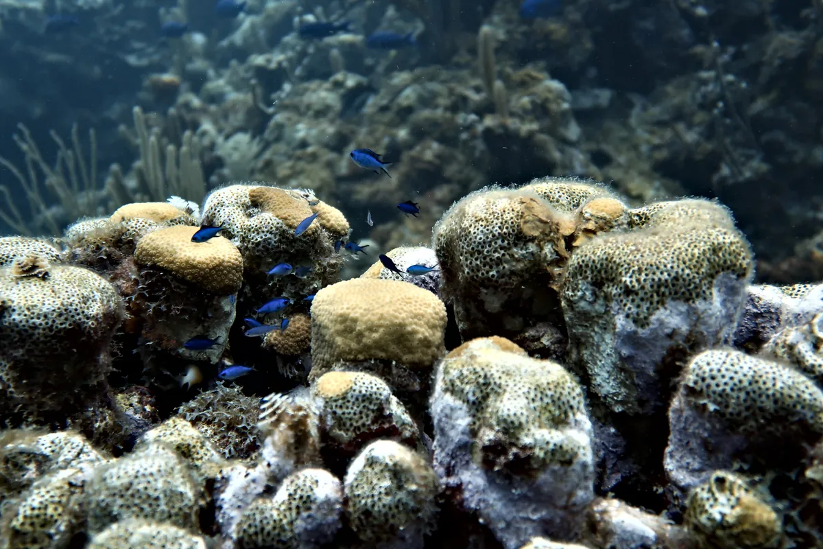 Blue Chromis