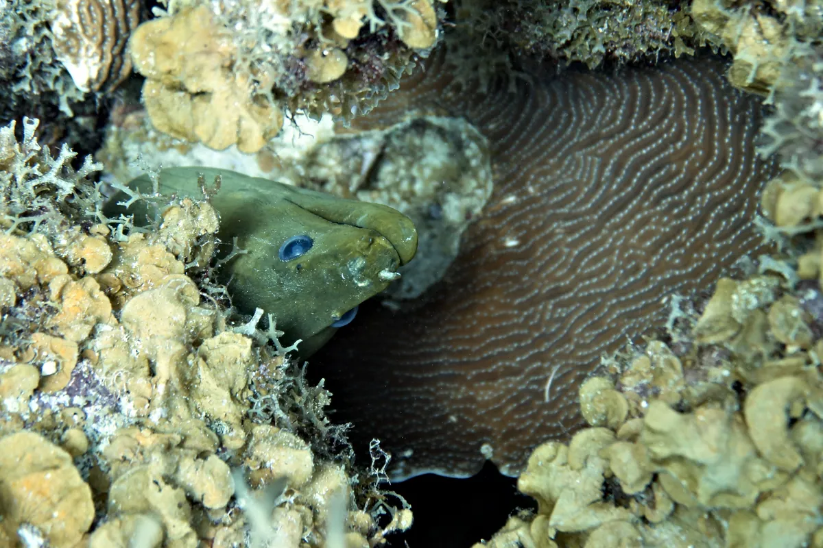 Green Moray