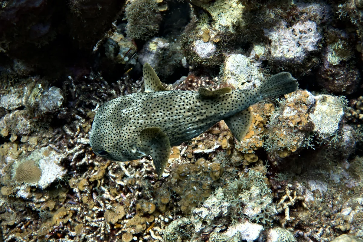 Porcupinefish