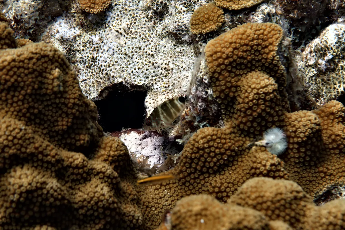 Redspotted Hawkfish