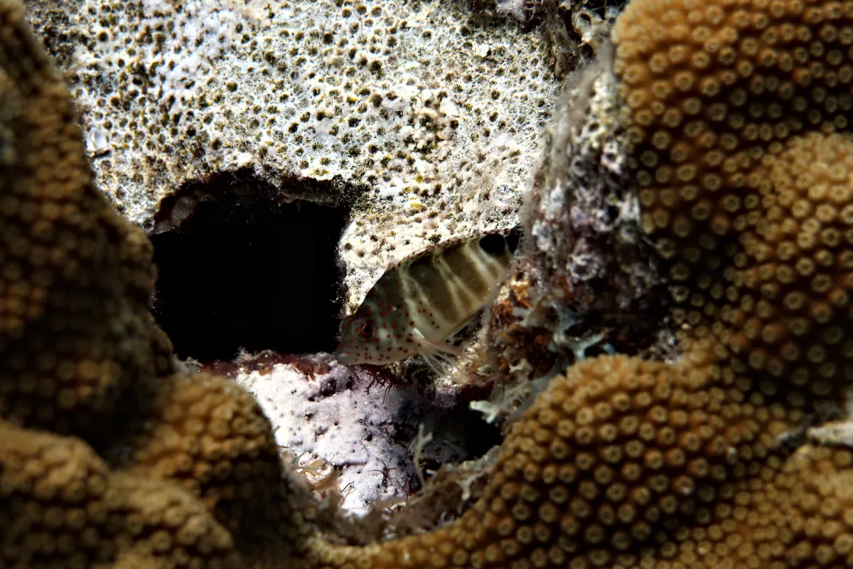 Redspotted Hawkfish