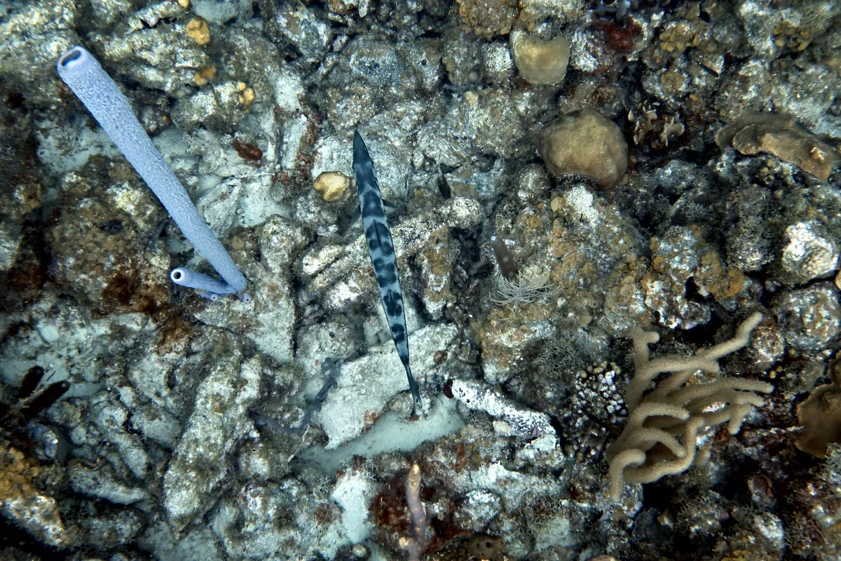 Great Barracuda