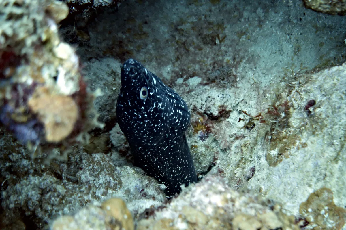 Spotted Moray