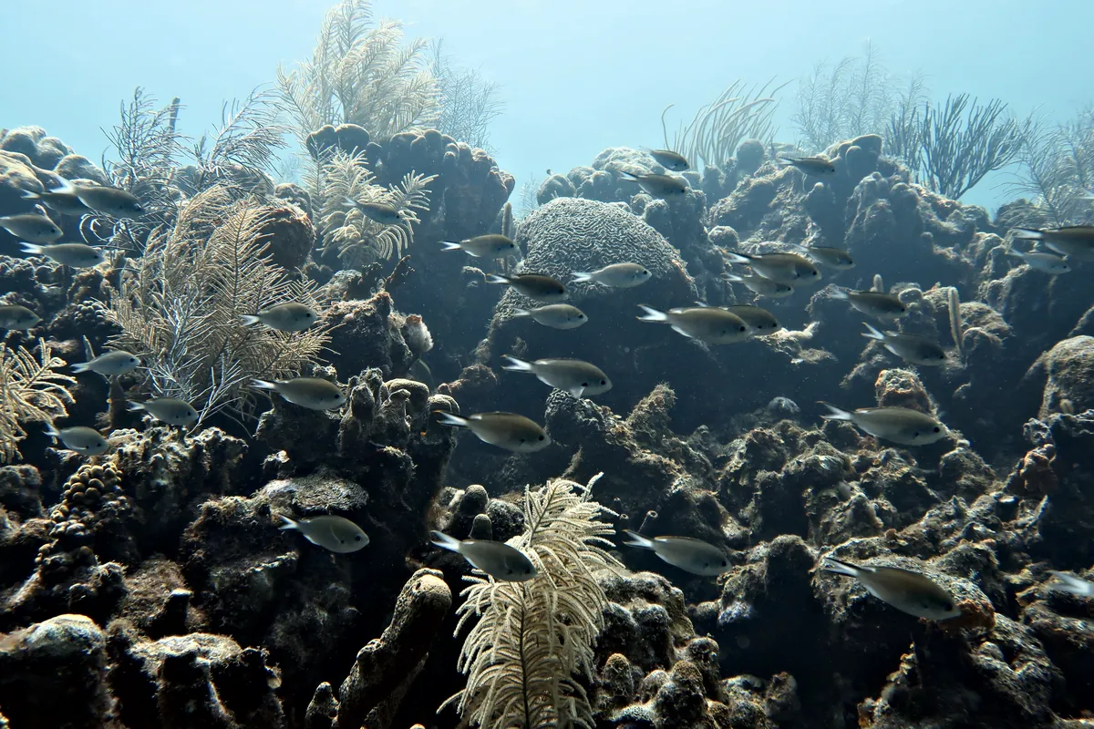 Brown Chromis