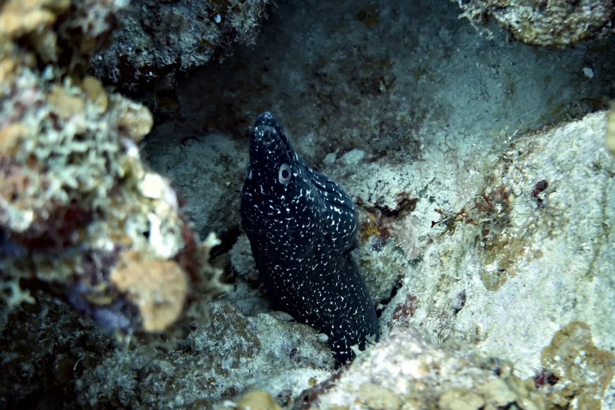 Spotted Moray