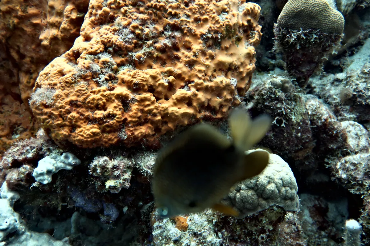 Threespot Damselfish