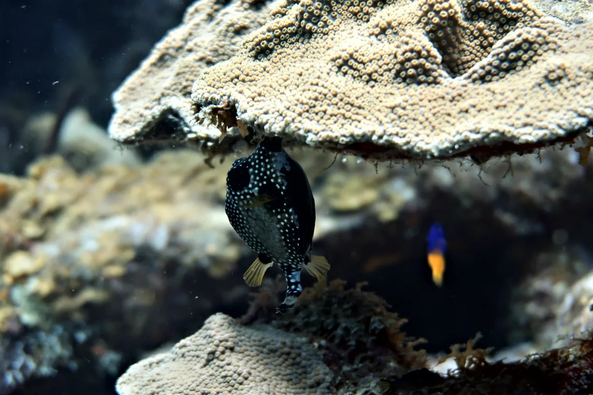 Smooth Trunkfish