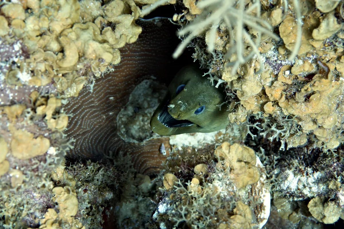 Green Moray