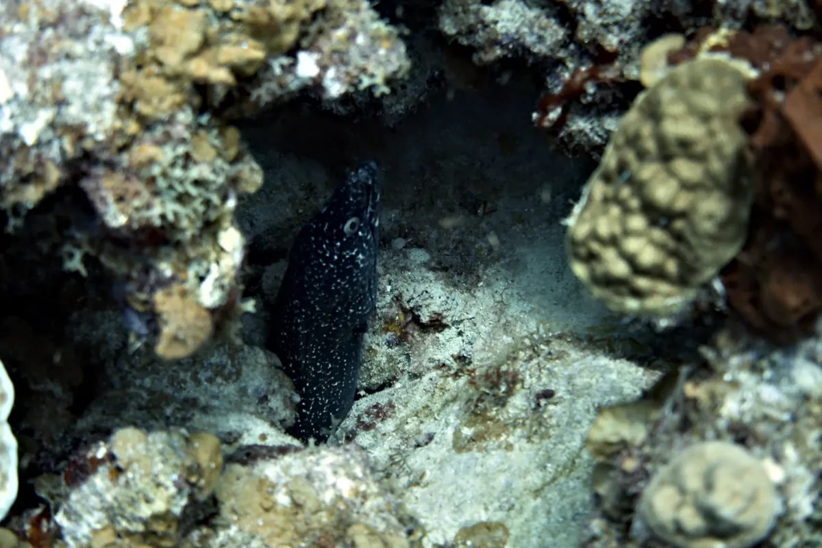 Spotted Moray