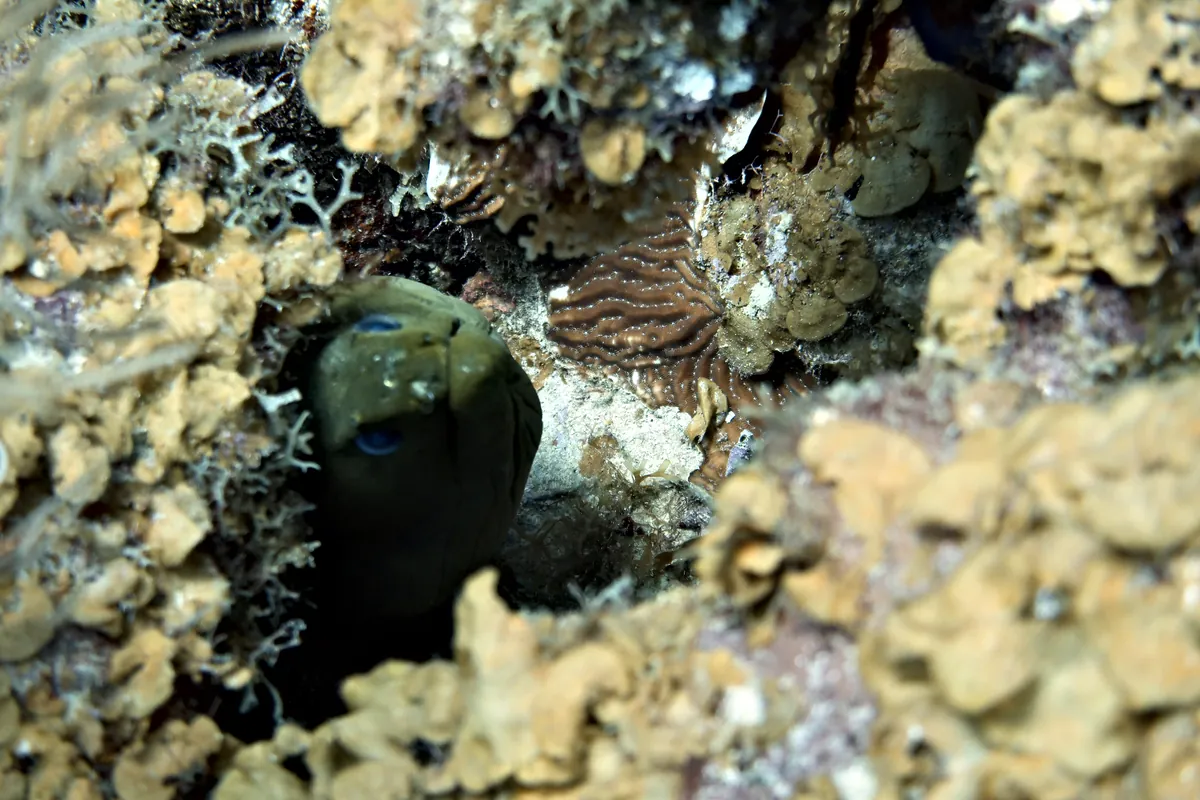 Green Moray