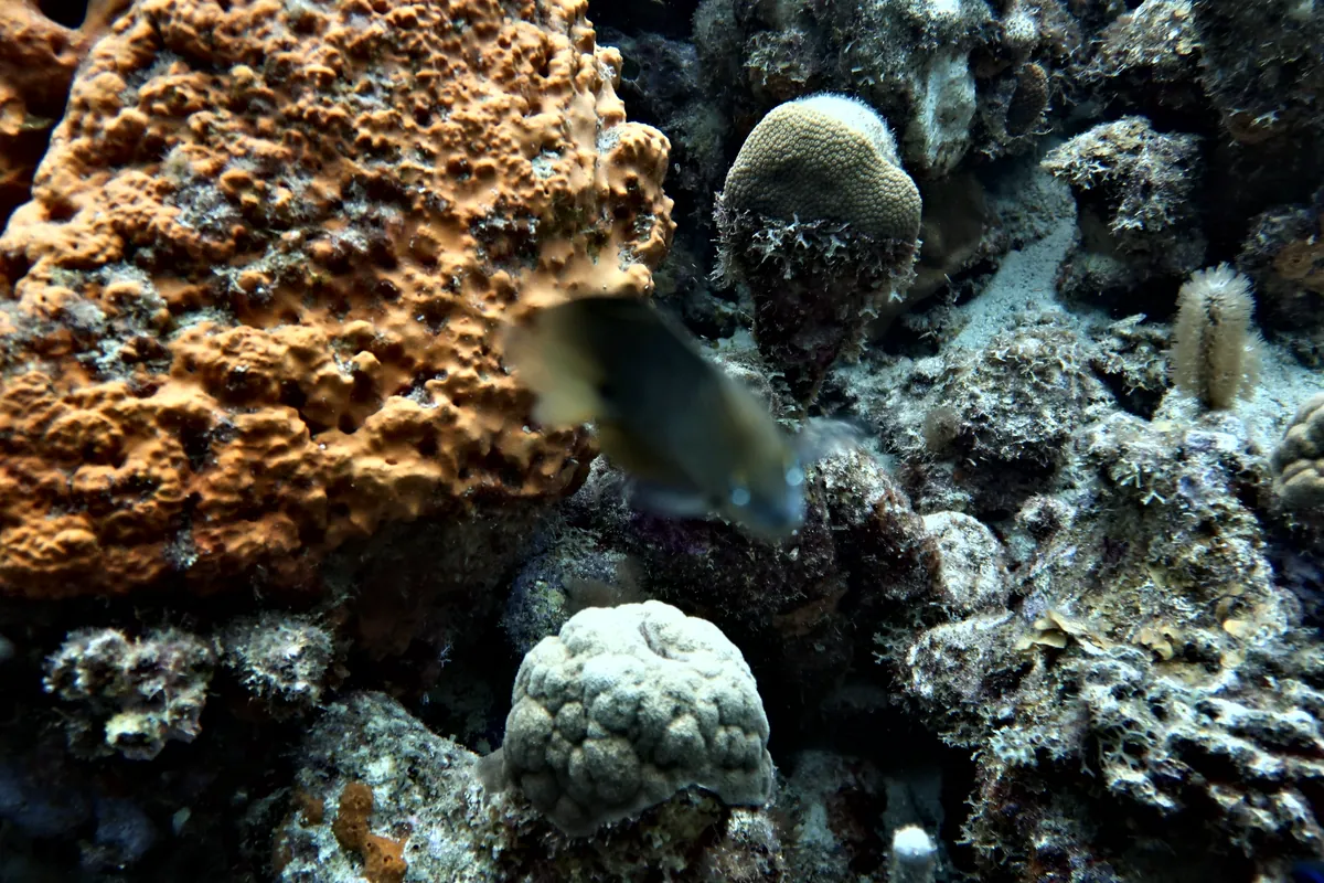 Threespot Damselfish