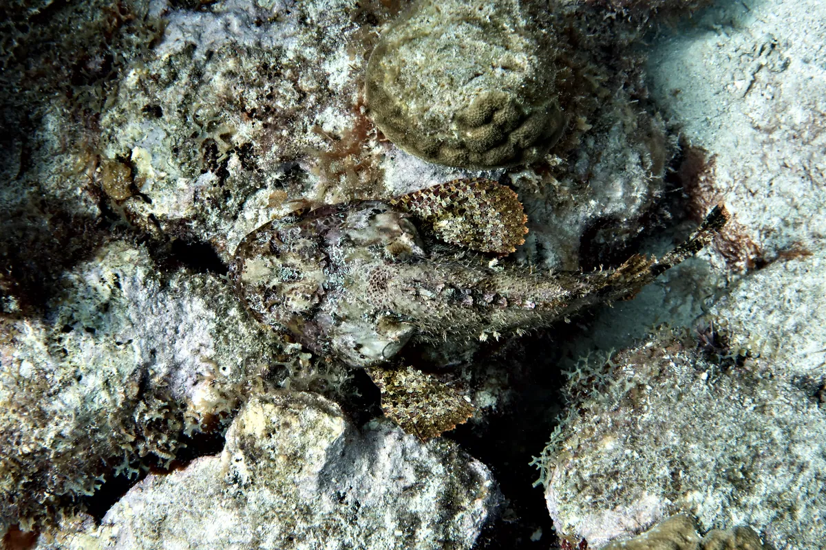 Spotted Scorpionfish