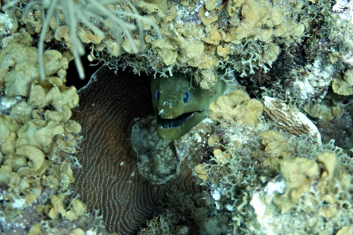 Green Moray