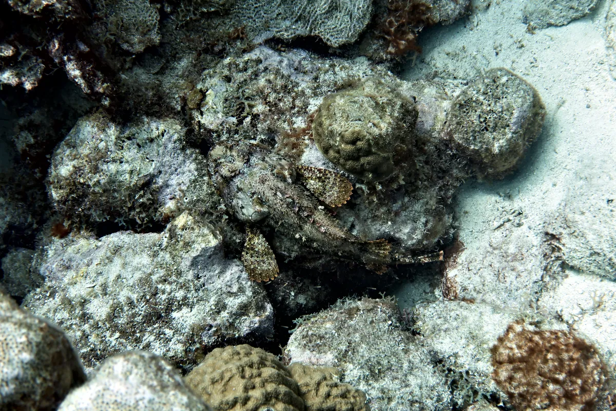 Spotted Scorpionfish