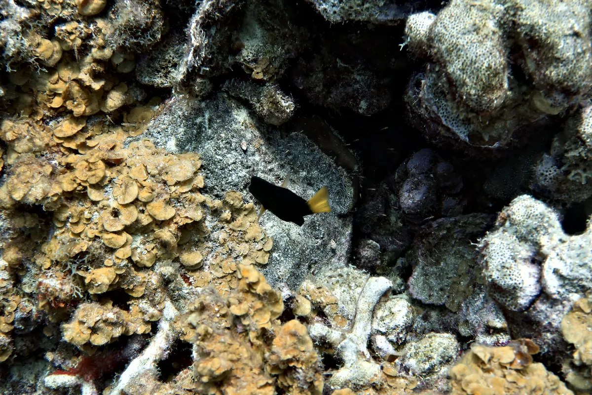Yellowtail Hamlet
