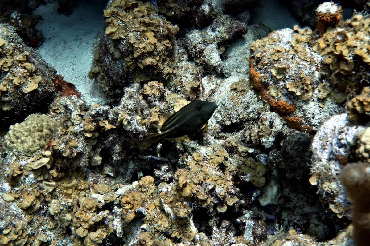 Orangespotted Filefish
