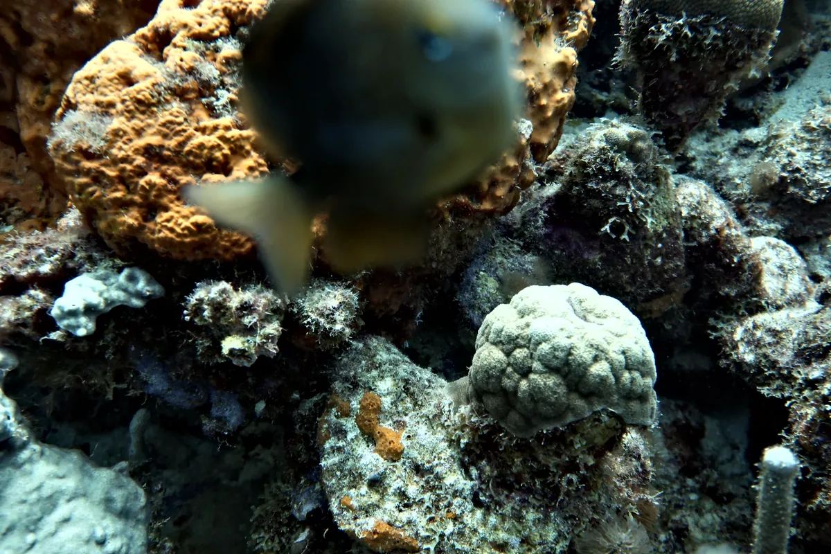Threespot Damselfish