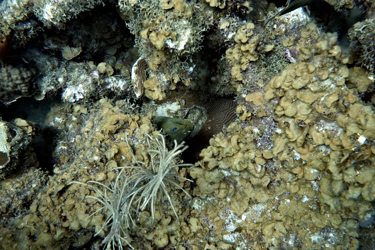 Green Moray