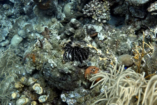 Black and white crinoid