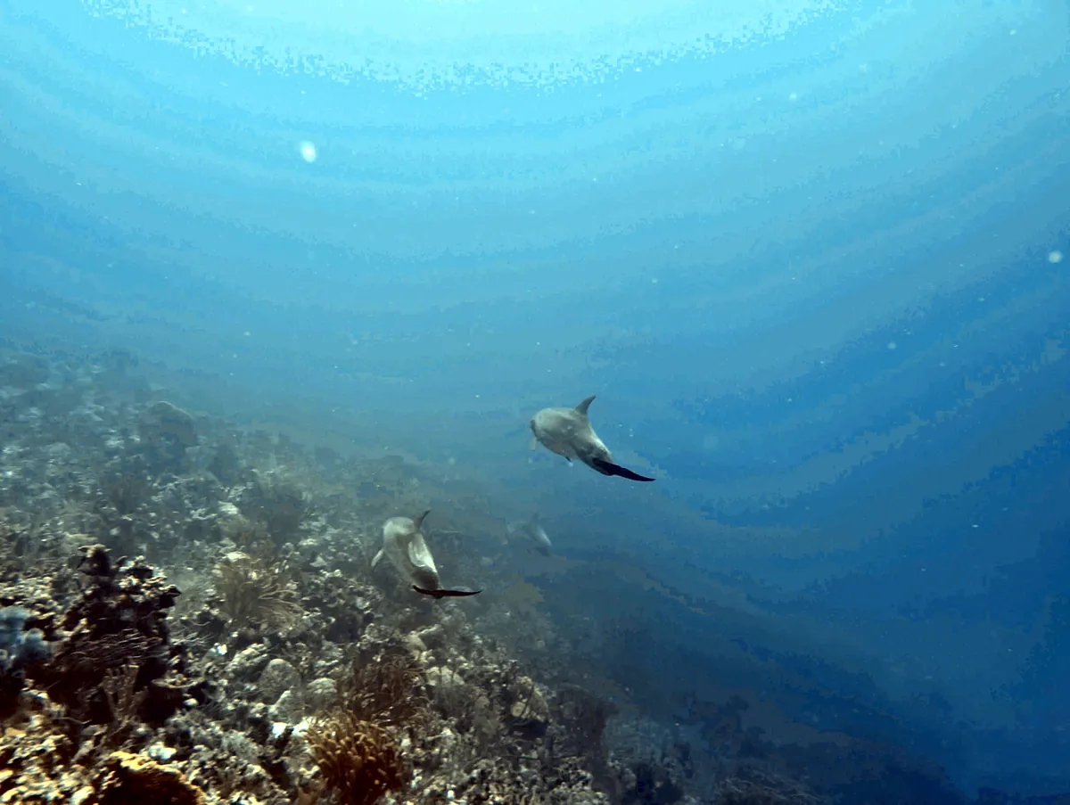Bottlenose Dolphin