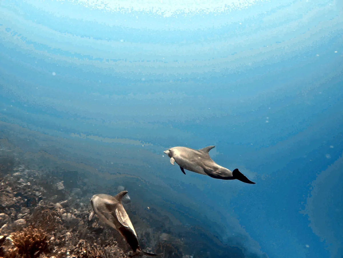 Bottlenose Dolphin