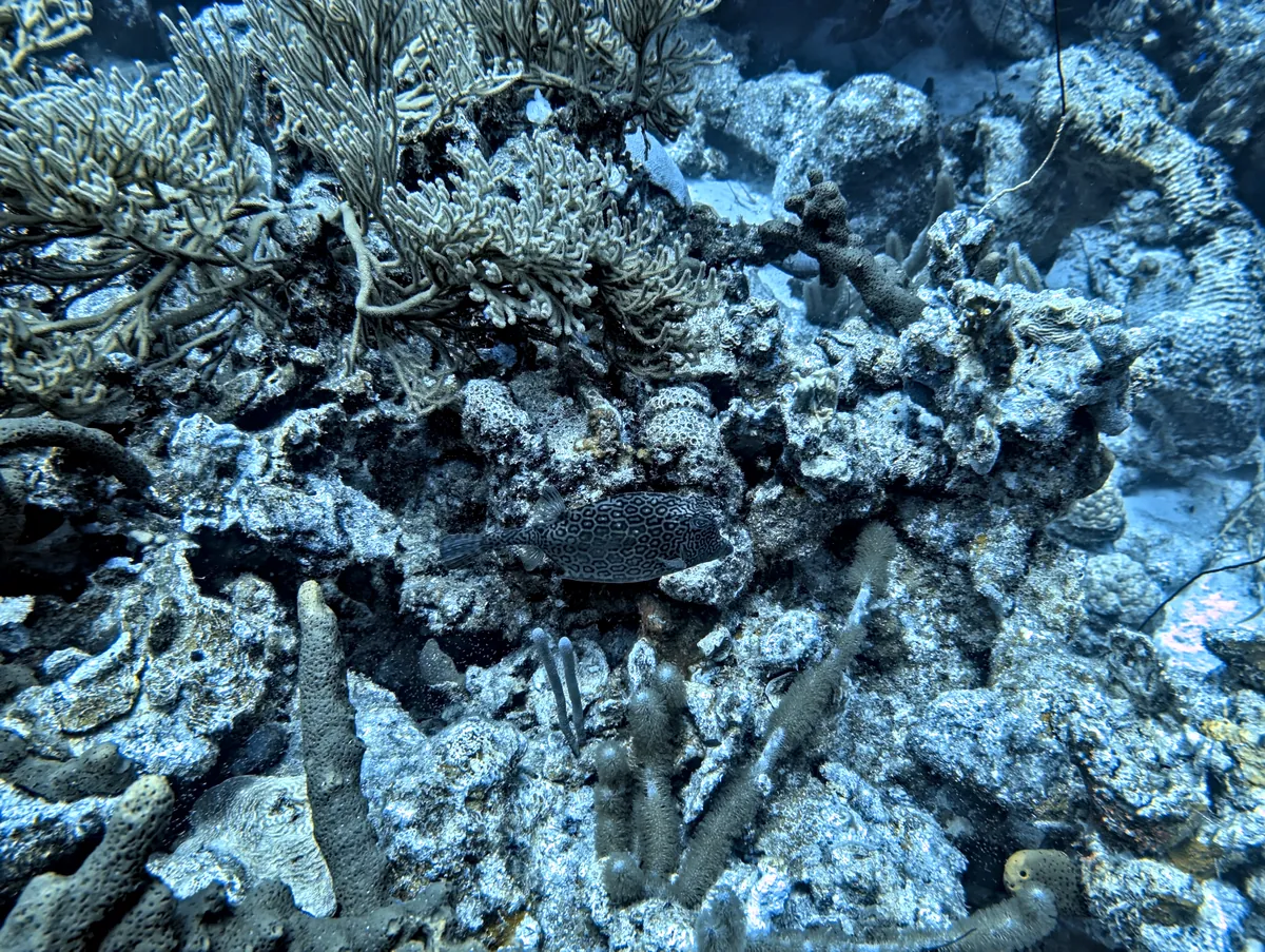 Honeycomb Cowfish