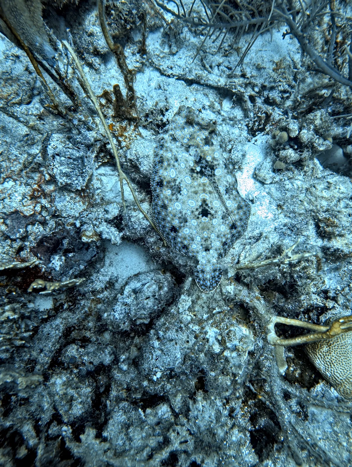 Peacock Flounder