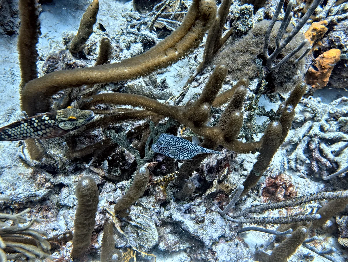 Honeycomb Cowfish