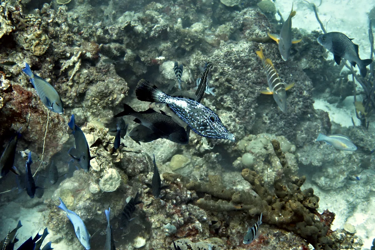 Scrawled Filefish