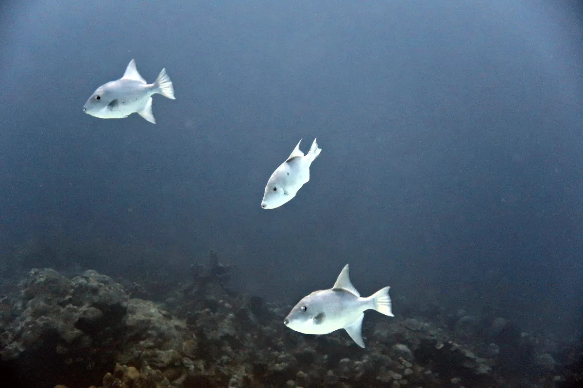 Ocean Triggerfish
