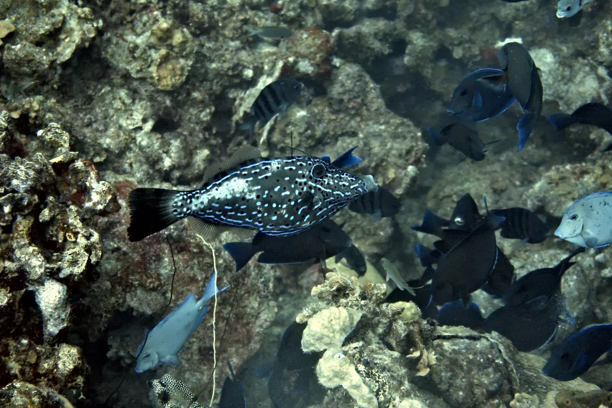 Scrawled Filefish